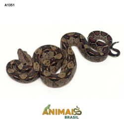 Jiboia Bci (Boa constrictor imperator) - A1351 - Comum