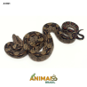 Jiboia Bci (Boa constrictor imperator) - A1351 - Comum