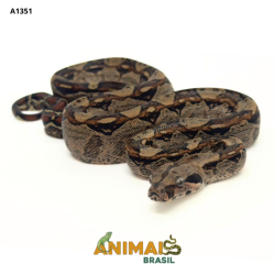 Jiboia Bci (Boa constrictor...