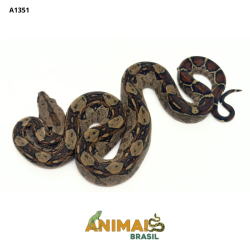 Jiboia Bci (Boa constrictor imperator) - A1351 - Comum