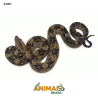 Jiboia Bci (Boa constrictor imperator) - A1351 - Comum