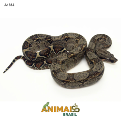 Jiboia Bci (Boa constrictor imperator) - A1352 - Comum