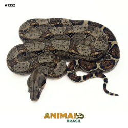 Jiboia Bci (Boa constrictor imperator) - A1352 - Comum