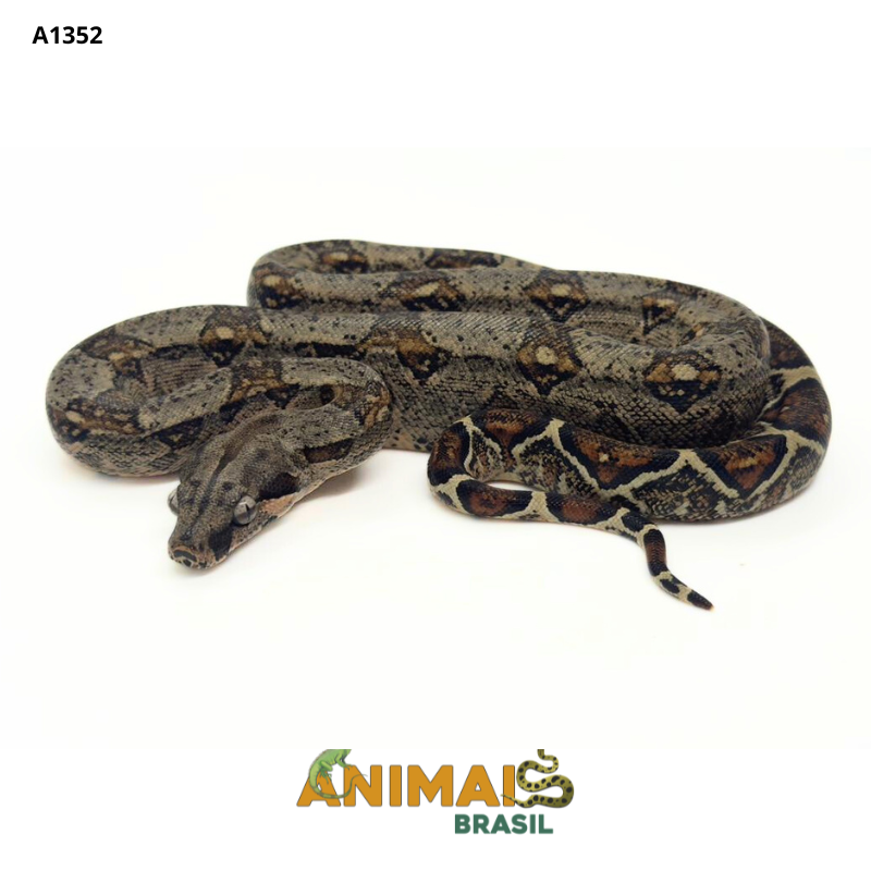Jiboia Bci (Boa constrictor imperator) - A1352 - Comum