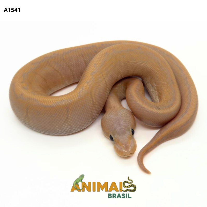 Píton bola - (Python regius) - A1541- Banana Pinstripe Black Pastel