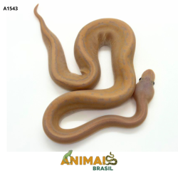 Píton bola - (Python regius) - A1543 - Banana Pinstripe Black Pastel