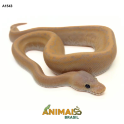 Píton bola - (Python regius) - A1543 - Banana Pinstripe Black Pastel