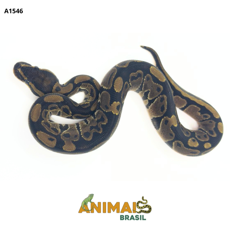 Píton bola - (Python regius) - A1546 - Comum