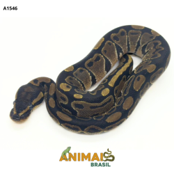 Píton bola - (Python regius) - A1546 - Comum