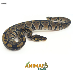 Píton bola - (Python...