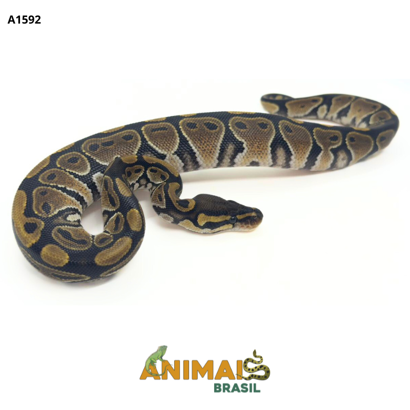 Píton bola - (Python regius) - A1592 - Comum
