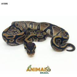 Píton bola - (Python...