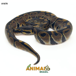 Píton bola - (Python...