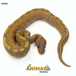 Píton bola - (Python...