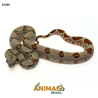 Jiboia Bci (Boa constrictor imperator) - A1560 - Hipo