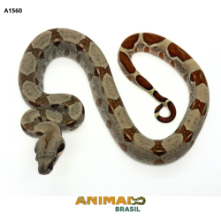 Jiboia Bci (Boa constrictor imperator) - A1560 - Hipo
