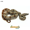 Jiboia Bci (Boa constrictor imperator) - A1560 - Hipo