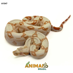 Jiboia Bci (Boa constrictor...
