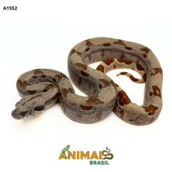 Jiboia Bci (Boa constrictor...