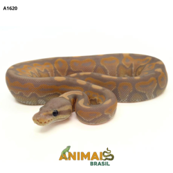 Píton bola - (Python...