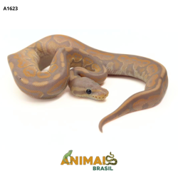 Píton bola - (Python...