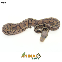 Píton bola - (Python...