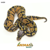 Píton bola - (Python regius) - A1639 - Super Pastel