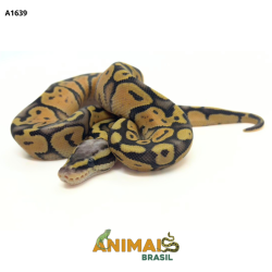 Píton bola - (Python regius) - A1639 - Super Pastel