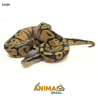 Píton bola - (Python regius) - A1639 - Super Pastel