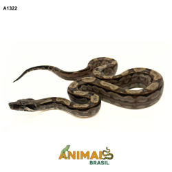 Jiboia Bci (Boa constrictor...