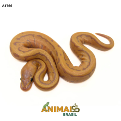 Píton bola - (Python...