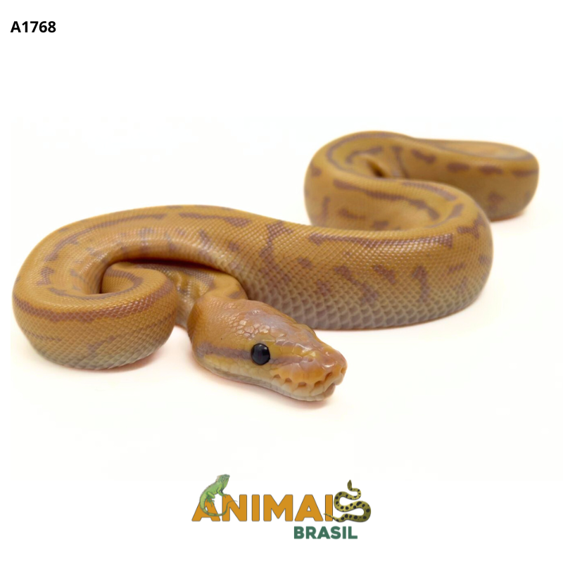 Píton bola - (Python regius) - A1768 - Banana Pinstripe Leopard