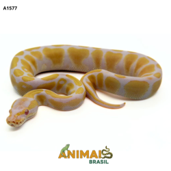 Píton bola - (Python...