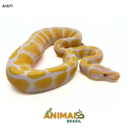 Píton bola - (Python regius) - A1577 - Albino