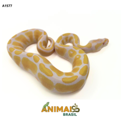 Píton bola - (Python regius) - A1577 - Albino