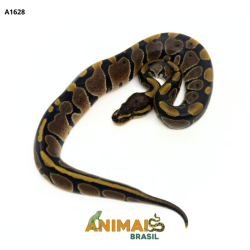 Píton bola - (Python regius) - A1628 - Comum