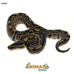 Píton bola - (Python...