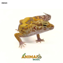 Gecko (Lagartixa Leopardo)...