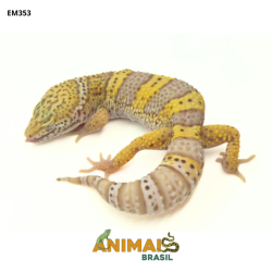 Gecko (Lagartixa Leopardo)...