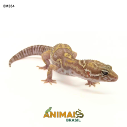 Gecko (Lagartixa Leopardo)...