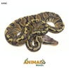 Píton bola - (Python regius) - A1642 - Lesser Pastel GHI