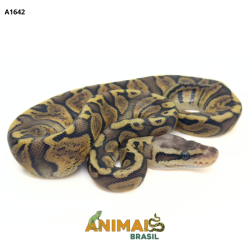 Píton bola - (Python...