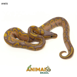 Píton bola - (Python...