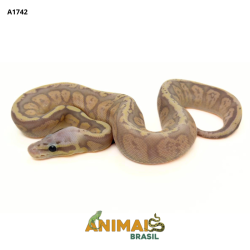 Píton bola - (Python...