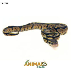 Píton bola - (Python...