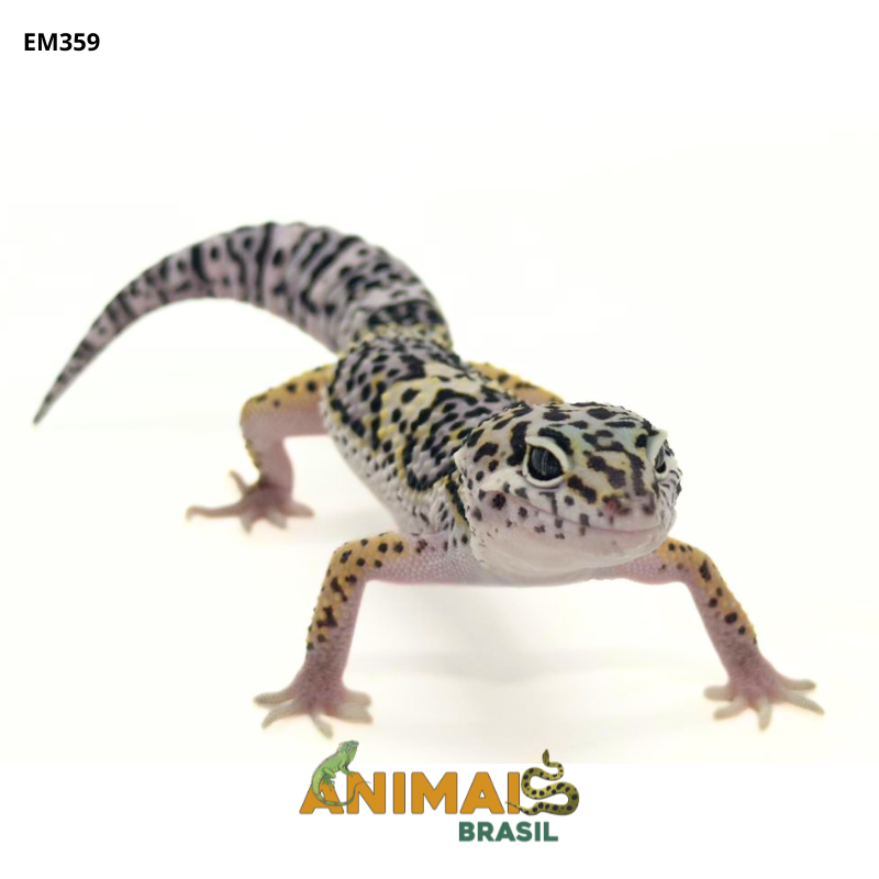 Gecko (Lagartixa Leopardo) - Em359 - Mack Snow