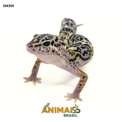 Gecko (Lagartixa Leopardo) - Em359 - Mack Snow