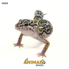 Gecko (Lagartixa Leopardo) - Em359 - Mack Snow