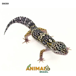 Gecko (Lagartixa Leopardo) - Em359 - Mack Snow