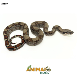 Jiboia Bci (Boa constrictor...